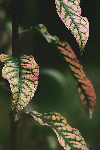 le foglie, pianta, foglie bicolori, flora, autunno, foglie d'autunno, nervature fogliari, struttura fogliare, foresta, natura, avvicinamento