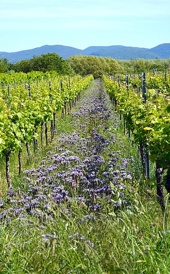 vineyard, vines, vine, wine Growing, grapevines, landscape, wine Region, plants