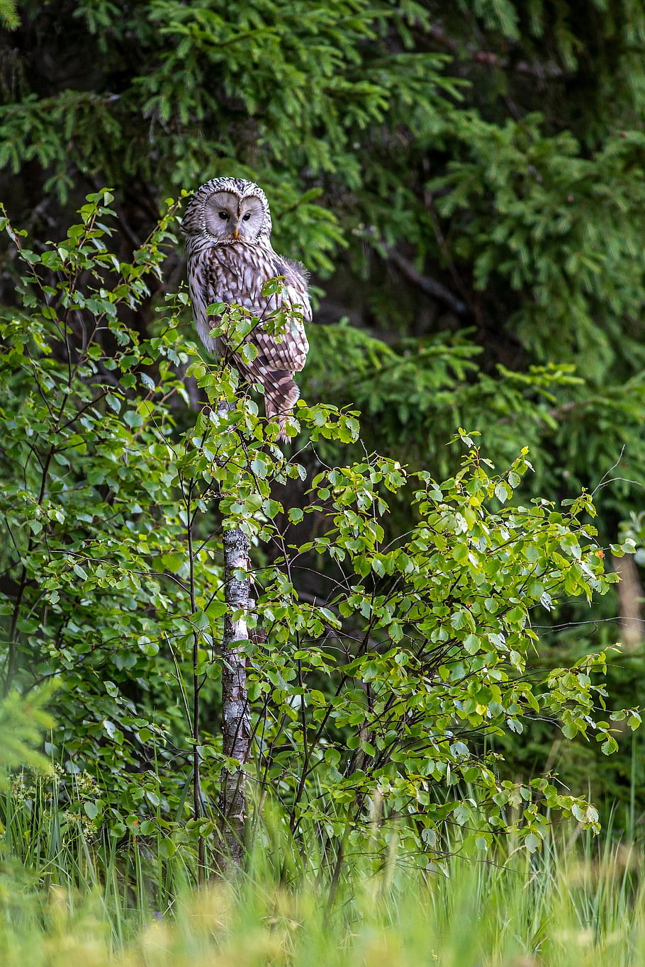 ural Owl, bird Of Prey, woodland, wildlife, forest, trees, carnivore, animal, bird Watching, bird, beauty In Nature