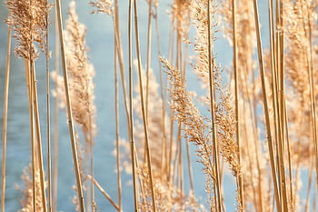 grass, dried Grass, halm, blade Of Grass, hd Wallpaper, dry, nature, wallpaper, lake, sun, poster