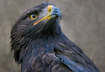 Aquila reale, natura, aquila, raptor, uccello, uccello rapace, cacciatore, predatore, uccello nazionale, piume, becco