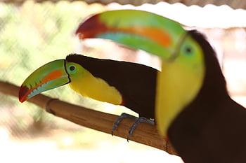 pajaros, tucan, naturaleza, toucan, bird, nature, animal, rainforest, colorful, color, zoo