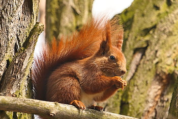 orava, jyrsijä, juurikasvit, syöminen, villieläimet, metsä, erämaa, luonto, eläin, eläinten maailma, tarkistettava kissanpentu