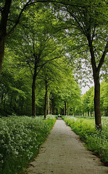 trees, bike Path, spring, green, landscape, cycling, idyllic, cycle Route, sunny, nature, hiking