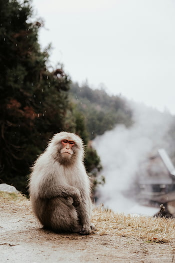 macaque japonais, séance, sol, sources chaudes brumeuses, Nagano, Japon, paisible, singe, la nature, faune, vapeur