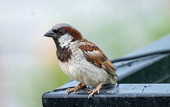 Vrabec, pták, posazený, zvíře, peří, zobák, účtovat, pozorování ptáků, ornitologie, živočišného světa, Příroda