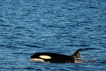 zabijácká velryba, orca, oceán, moře, plavání, majestátní, elegance, Napájení, obrovský oceán, mořský život, volně žijících živočichů