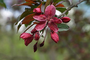 flowers, apple Blossoms, tree, fruit Tree, wild Apple Tree, flora, apple, paradise Apple Tree, bloom, nature, garden