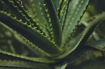 succulent, aloe vera, close-up, green plant, spiky leaves, natural beauty, plant photography, botanical, indoor plant, succulent plant, aloe vera plant