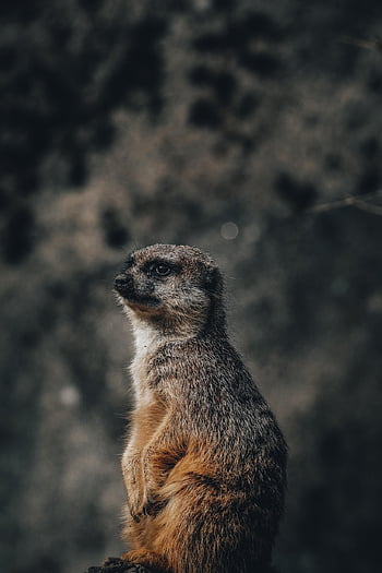 Meerkat, indiai menyét, állat, suricate, vadvilág, Wald, Afrika, természet, állatkert, szafari, kíváncsi