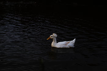 duck, crested Duck, white Crested Duck, pond, lake, waterbird, waterfowl, bird, water, swimming, feather