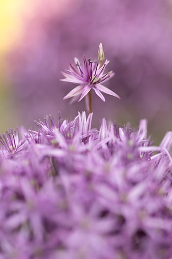allium, květ, rostlina, míč pórek, květinové pozadí, okrasné cibule, květinové tapety, krásné květiny, zahrada, Příroda, Večerní světlo