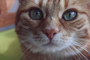 cat, red Mackerel Tabby, domestic Cat, red, kitten, domestic Animal, wildlife, cat Face, animal, nature, cute