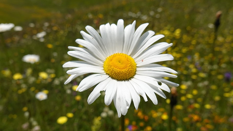 daisy, flower, white Daisy, white Flower, petals, white Petals, bloom, blossom, flora, nature