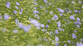 field, harvest, blossom, bloom, lone, mean Leash, seed-linen, arable Land, agriculture, flax, oilseed