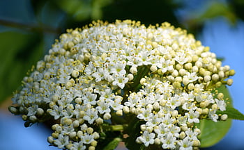 starší, bezohlední pupeny, keř, květy, sambucus nigra, sambucus, okrasný keř, černošský, bezový květ, Blossoms belderberry, bílý