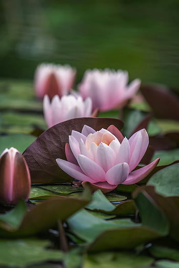 pink lotus, water lilies, lush leaf bed, zen, tranquility, peaceful scene, nature, pink water lilies, lotus flower, natural beauty, pond plants