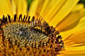 insecto, abeja, entomología, polinización, girasol, polinizar, flora, flor, floración