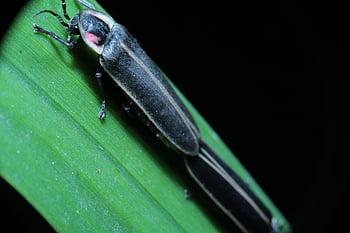 hmyz, Příroda, yard, světluška, páření, coleoptera, lampyridae