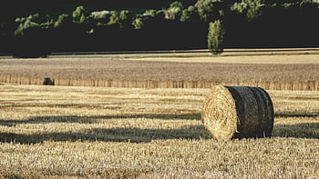 brown hay, hay bale, sunlit field, rural summer, tranquility, solitary bale, agricultural landscape, harvested field, countryside scenery, farm field, golden hay