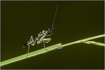 mantide religiosa, insetto, mantide, mantodea, natura, animale, entomologia, avvicinamento