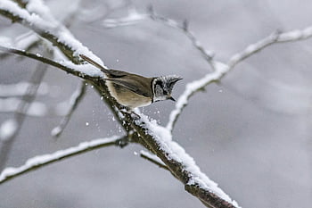 tit crestado europeo, rama cubierta de nieve, Bosque de invierno estonio, pájaro marrón y blanco, rama de árbol, escena de invierno, pájaro pequeño, vida silvestre del bosque, pájaro de invierno, fotografía de naturaleza, árbol cubierto de nieve
