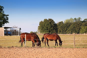 koně, hnědé koně, paddock, spojka, pastvina, zvíře, hnědý, pást se, Wolf Down, louka, tráva