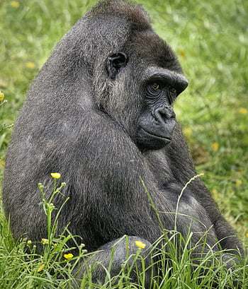 gorilla, western Lowland Gorilla, animal, nature, primate, mammal, wildlife, ape, wilderness, wildlife Photography, wild Animal