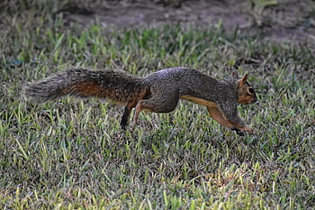 squirrel, animal, rodent, wildlife, mammal, nature, jumping, running, forging