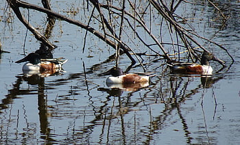 duck, bird, northern Shoveler, spatula Clypeata, shoveler, water Bird, pond, nature, waterfowl, aquatic, bharatpur