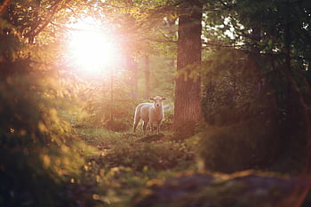 animal, nature, sheep, mammal, species, fauna, wildlife