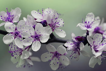 Třešňový květ, bílé a fialové okvětní lístky, jarní květiny, makro fotografie, fialové tyčinky, Květinové zaměření, jarní květy, fotografování přírody, jemné květy, Blossom sezóna, třešňový květ květiny