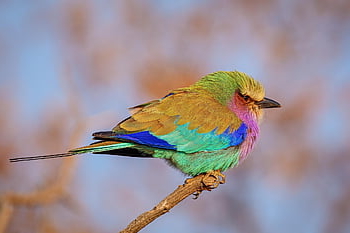 lila breasted roller, pták, zobák, peří, ptačí, volně žijících živočichů, váleček, lila-breasted, barvitý, divočina, fauna