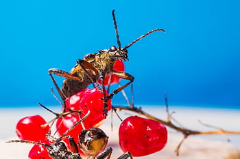 黒い斑点のあるカミキリムシ、 甲虫、 昆虫、 害虫、 無脊椎動物、 節足動物、 野生動物、 自然、 動物、 ラジウムモルダックス、 動物相