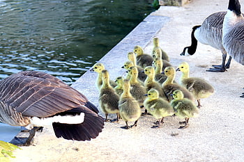 canada Geese, geese, goslings, bank, lake, river, family, chicks, birds, waterfowls, water Birds