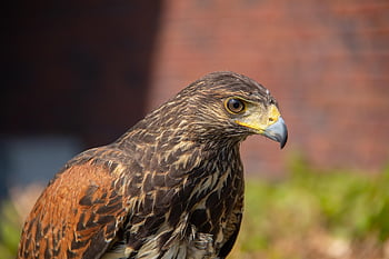 common Buzzard, wild, bird, bird Of Prey, animal World, nature, animal, hunter, flight, predator, plumage