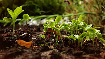 saplings, plants, nature, sprout, seedlings, delicate, plant Shoots, green, earth, horticulture, breeding Ground