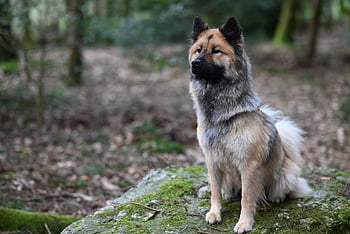 Pes, domácí zvíře, eurasier, psí, savec, rozkošný, společník, zvíře, Příroda