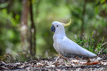 sulphur-crested Cockatoo, cockatoo, bird, animal, feathers, plumage, wildlife, nature, beak, avian, bill