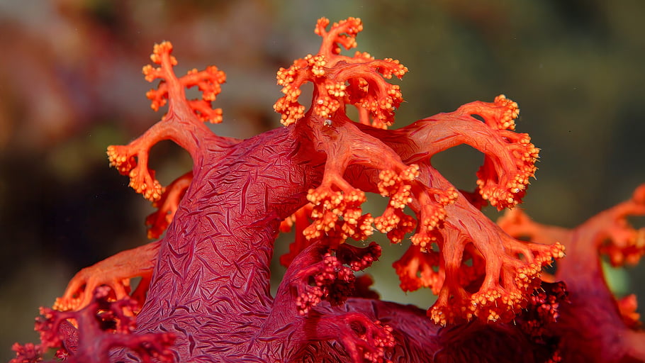 fiji, soft Coral, nature, sea, diving, animal, ocean, marine, outdoors, tropical