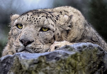 levhart sněžný, leopard, Kočkovitý, savec, dravec, lovec, volně žijících živočichů, divoká kočka, velká kočka, zranitelné, zvíře