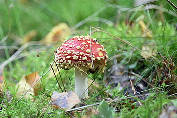 fungo velenoso, fungo, micologia, sottobosco, macro, erba
