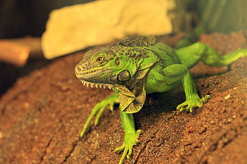 iguana, animal, zoo, green Iguana, american Iguana, reptile, wildlife, exotic, terrarium, nature, closeup