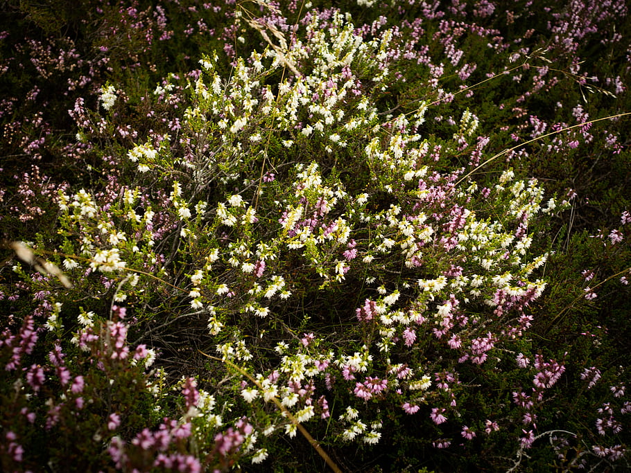 Bílá Heather, pargas, jurmo, Finsko, květiny, Příroda, krajina, venku, fialové květy, zeleň, květinový