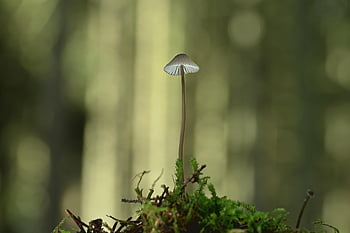 houba, helmling, borová šiška, mech, les, podzim, Příroda