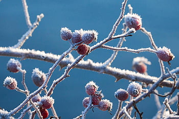 fruit, rose Hip, frost, hoarfrost, winter