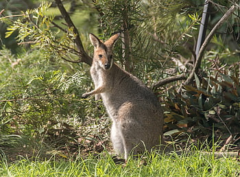 wallaby, rednecked Wallaby, nature, animal, australia, queensland, marsupial, wild, kangaroo