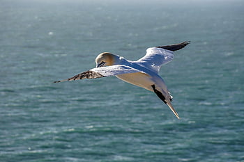 northern Gannet, flying, sea, flies, heaven, sea Bird, north Sea, plumage, close Up, feathers, white