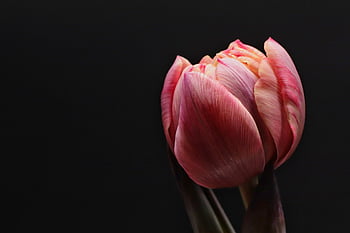 tulip, flower, bloom, beautiful Flowers, flower Wallpaper, blossom, flower Background, petals, flora, plant, close Up