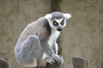 hewan, lemur berekor cincin, mamalia, pukang, primata, Madagaskar, jenis, margasatwa, alam, prosim, catta